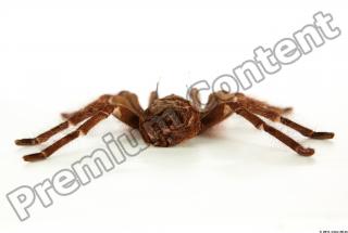 Theraphosa blondi 0039